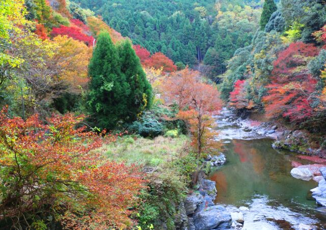 秋の京都高雄