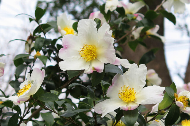 山茶花