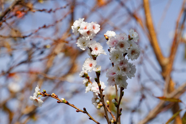 十月桜