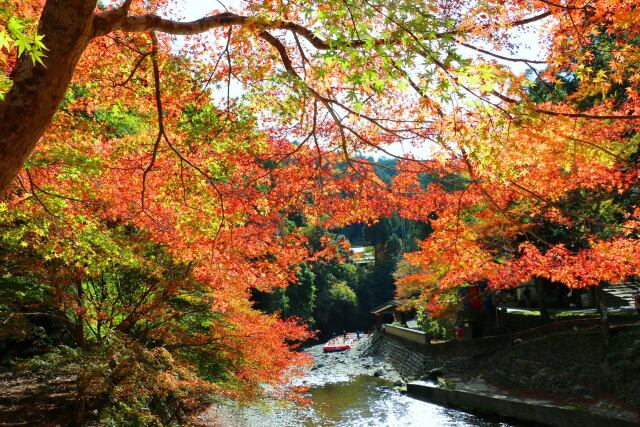 秋の京都高雄