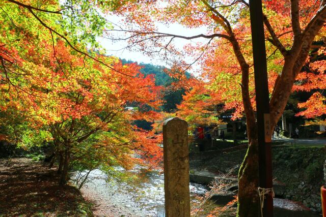 秋の京都高雄