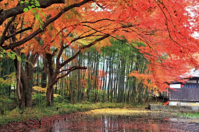 竹林と紅葉