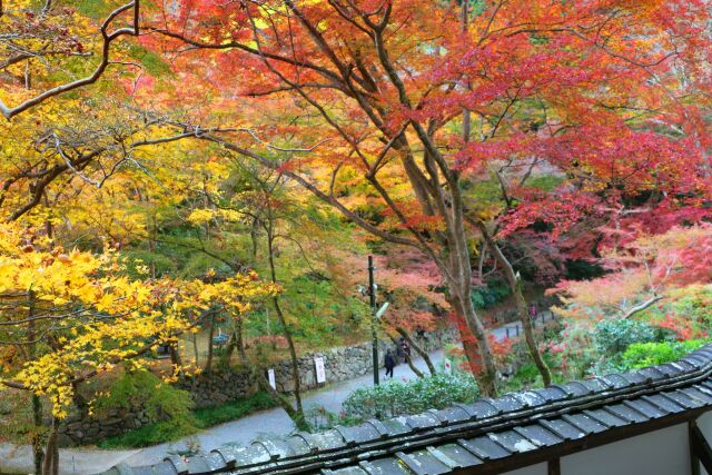 秋の正暦寺