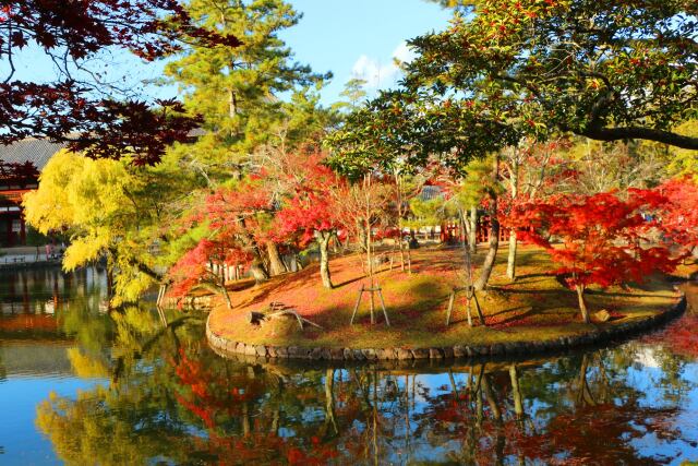 秋の奈良公園