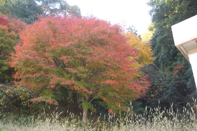 田舎温泉町の紅葉