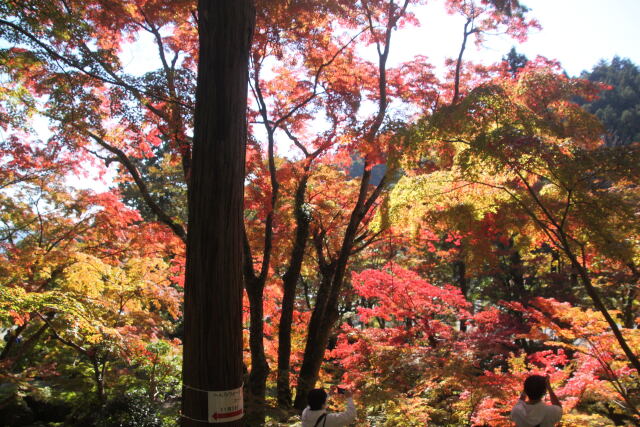 綺麗な紅葉森