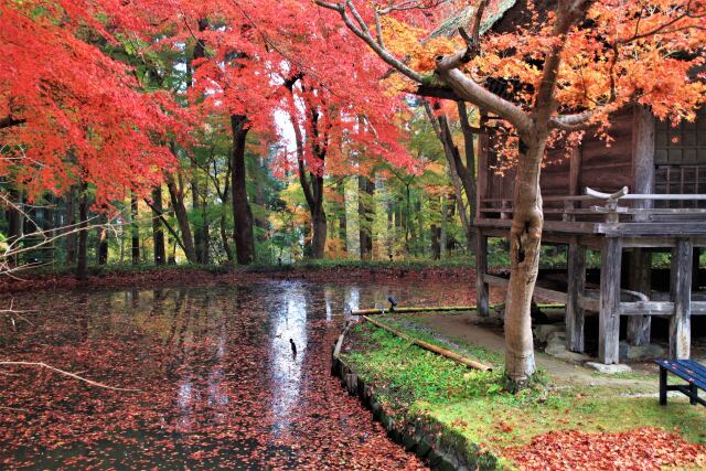 池と紅葉