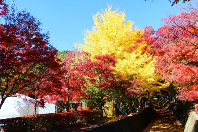 河口湖紅葉回廊