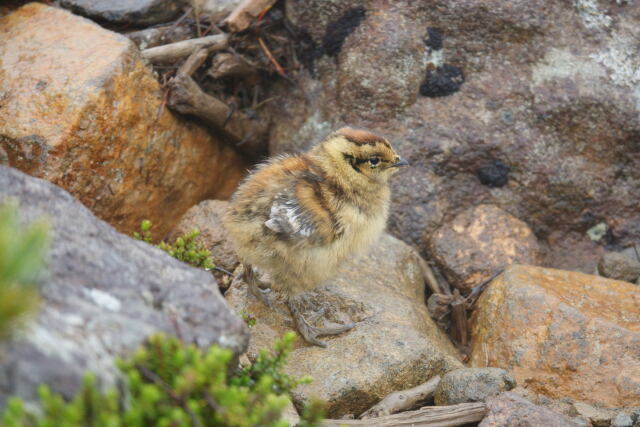 継子岳のチビ雷鳥3