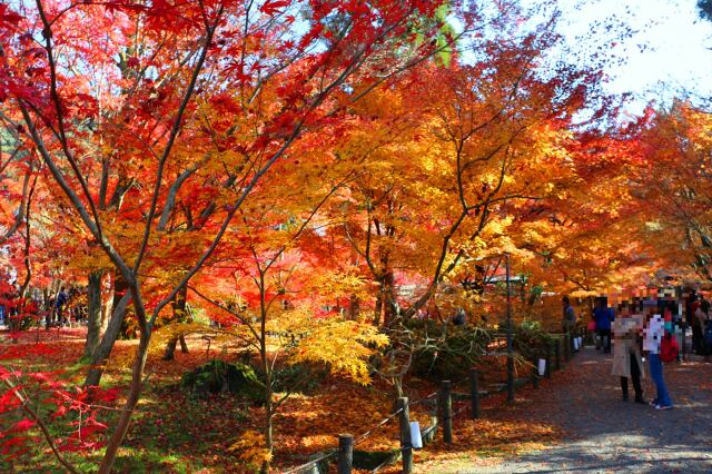 秋の永観堂