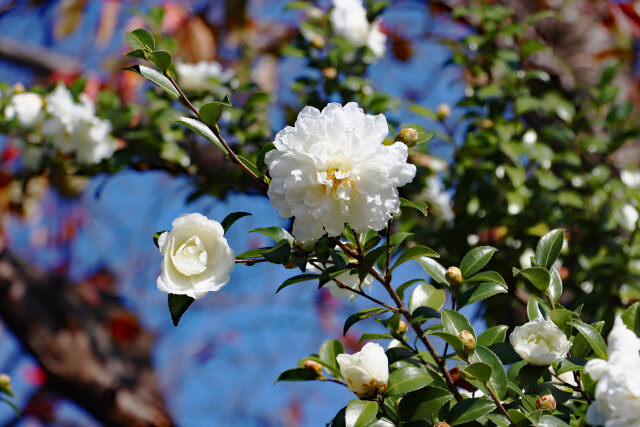 山茶花