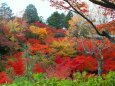 秋の東福寺