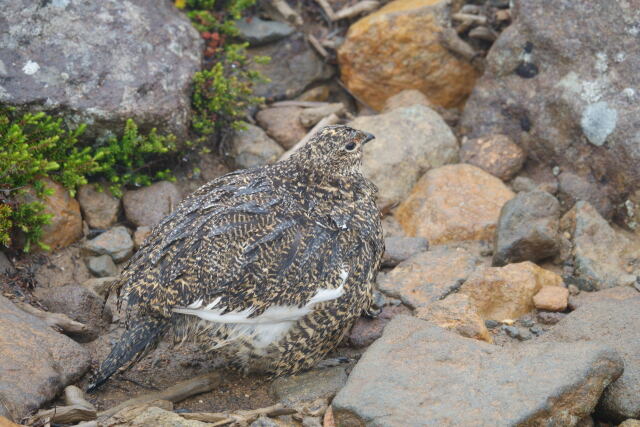 継子岳のママ雷鳥3