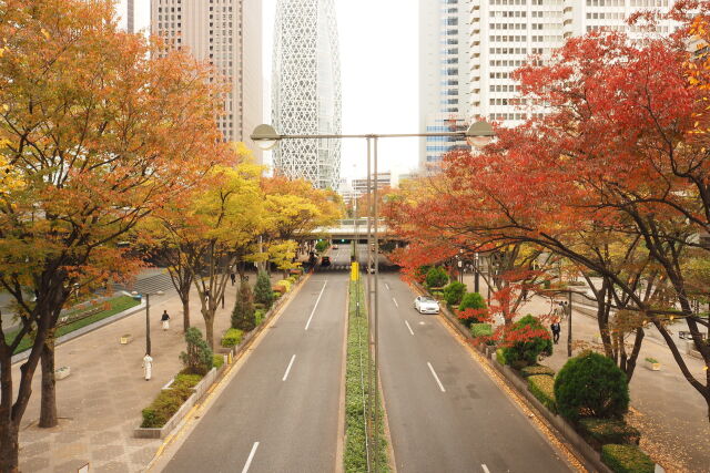 西新宿 秋景色