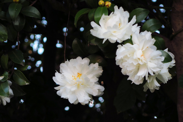 山茶花