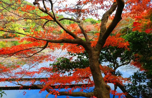 秋の竜安寺