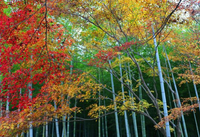 秋の天龍寺