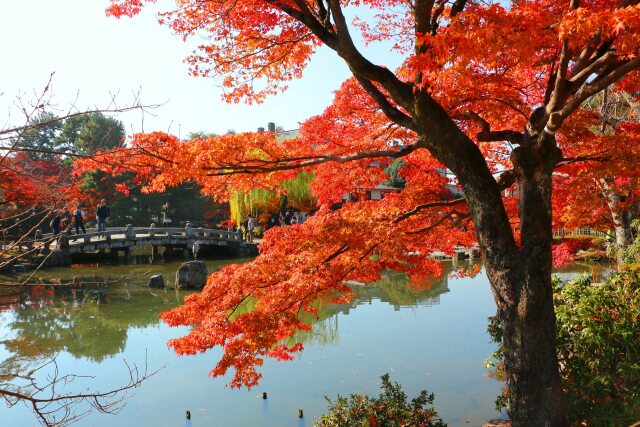 秋の円山公園