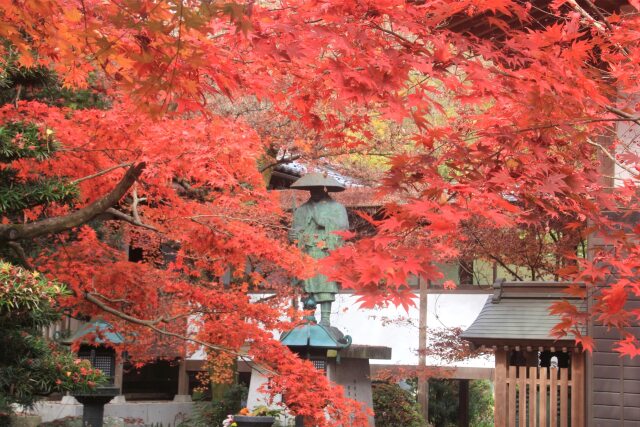 親鸞聖人と紅葉