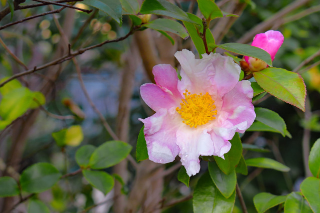 山茶花