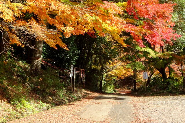 山寺参道の輝くもみじ