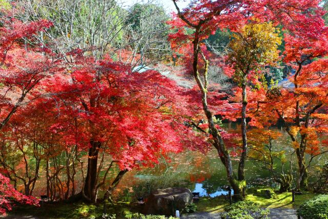 秋の醍醐寺