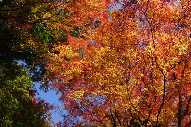 秋満開 !? 山寺の紅葉