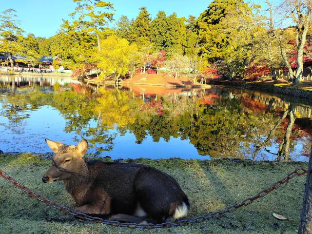 秋の奈良公園