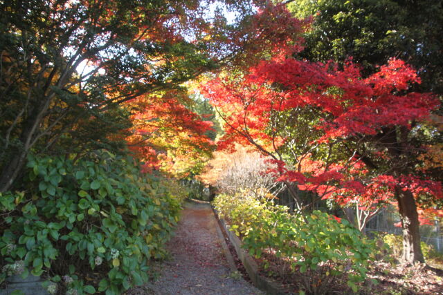 綺麗な紅葉2