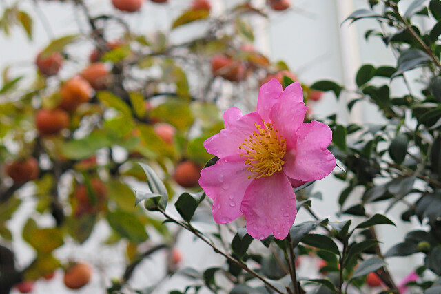 山茶花