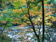 東紀州秋の八幡峠