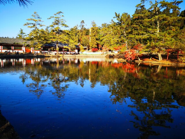 秋の奈良公園