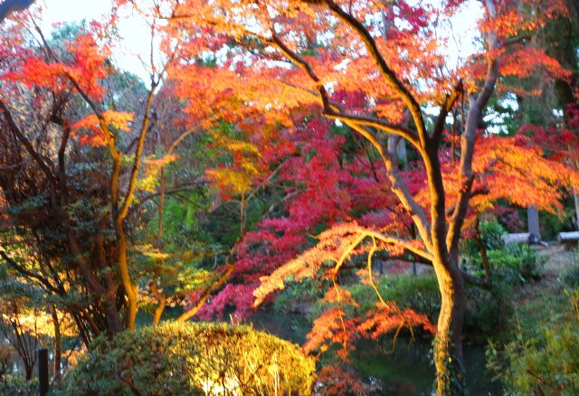 秋の京都府立植物園