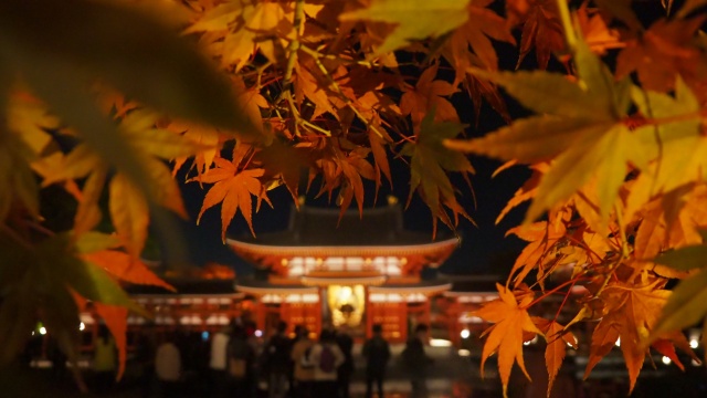 秋の夜の平等院鳳凰堂