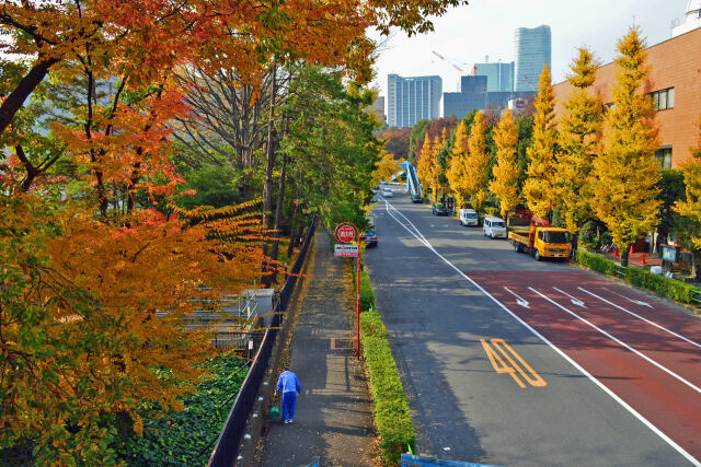 都会の紅葉