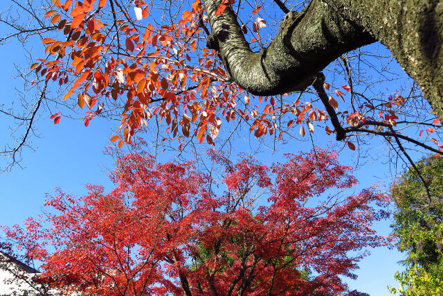 紅葉