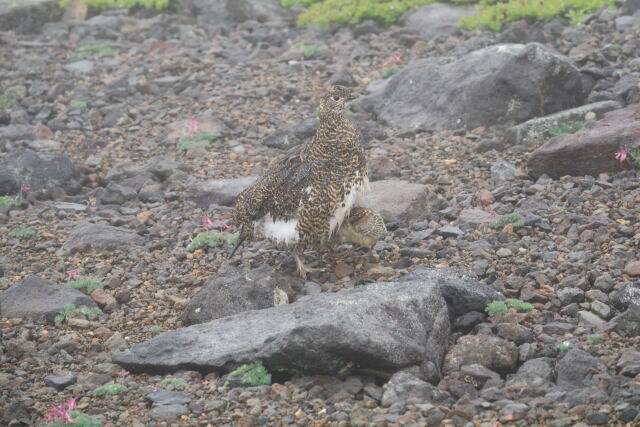 継子岳のママ雷鳥6