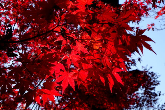 晩秋の紅葉