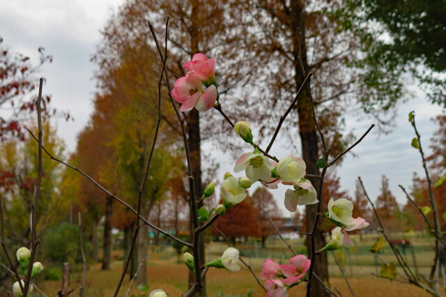 木瓜の花