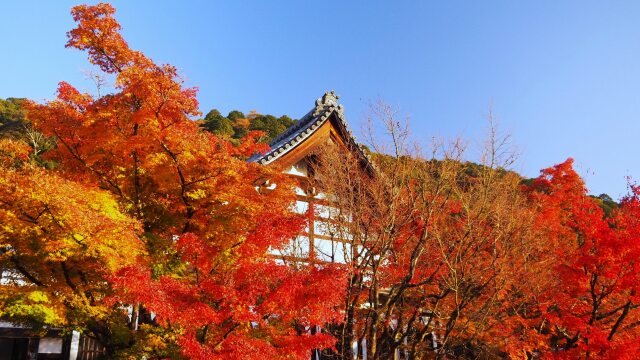 秋の永観堂