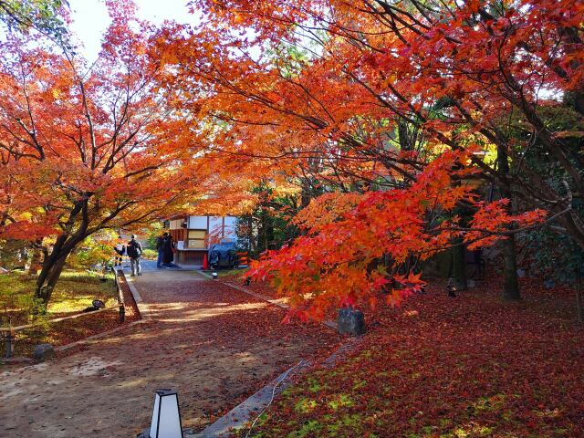 平等院鳳凰堂紅葉