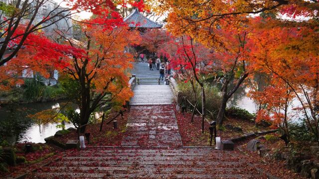 秋の永観堂