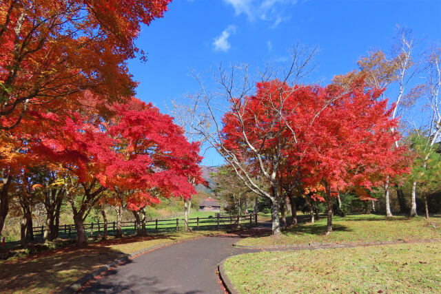 色付く季節37 モミジ紅葉