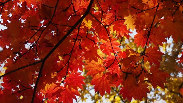 長野の紅葉