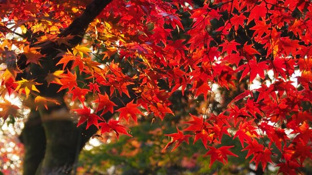 宇治公園の紅葉