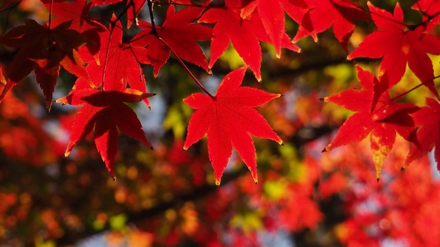 宇治公園の紅葉