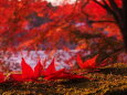 宇治公園の紅葉