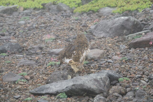 継子岳の親子4