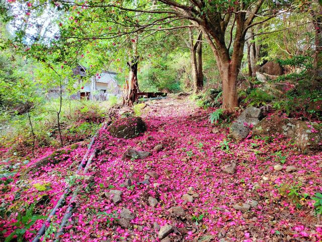 初冬の熊野古道