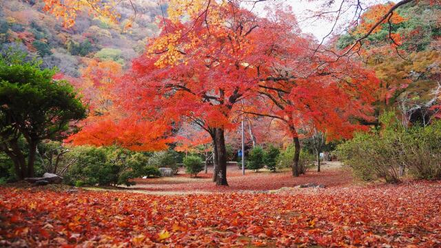 秋の嵐山